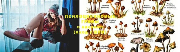 трава Гусиноозёрск